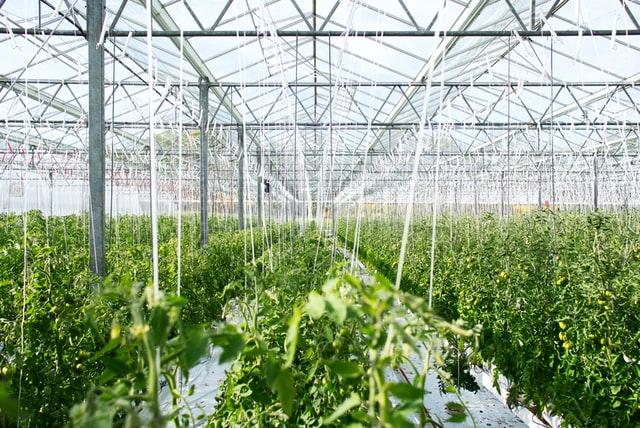 Inside a large greenhouse