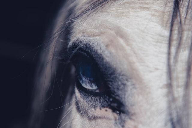 Horse eye