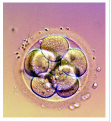 A colorful image of a fertilized egg. 