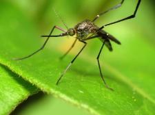 Mosquito standing on leaf/green background