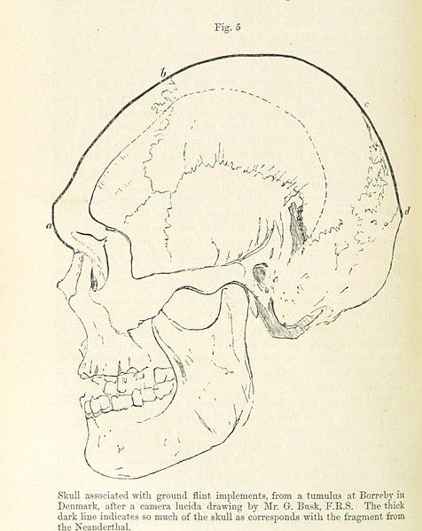 Illustration of a neanderthal skull. 