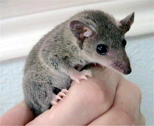 gray short-tailed opossum