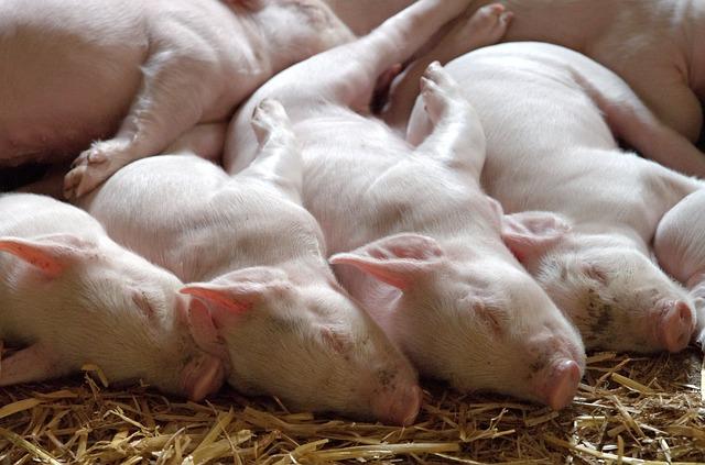 Four small pigs sleep side by side on top of a ground floor covered with hay.