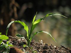 A corn plant springs up from the soil.