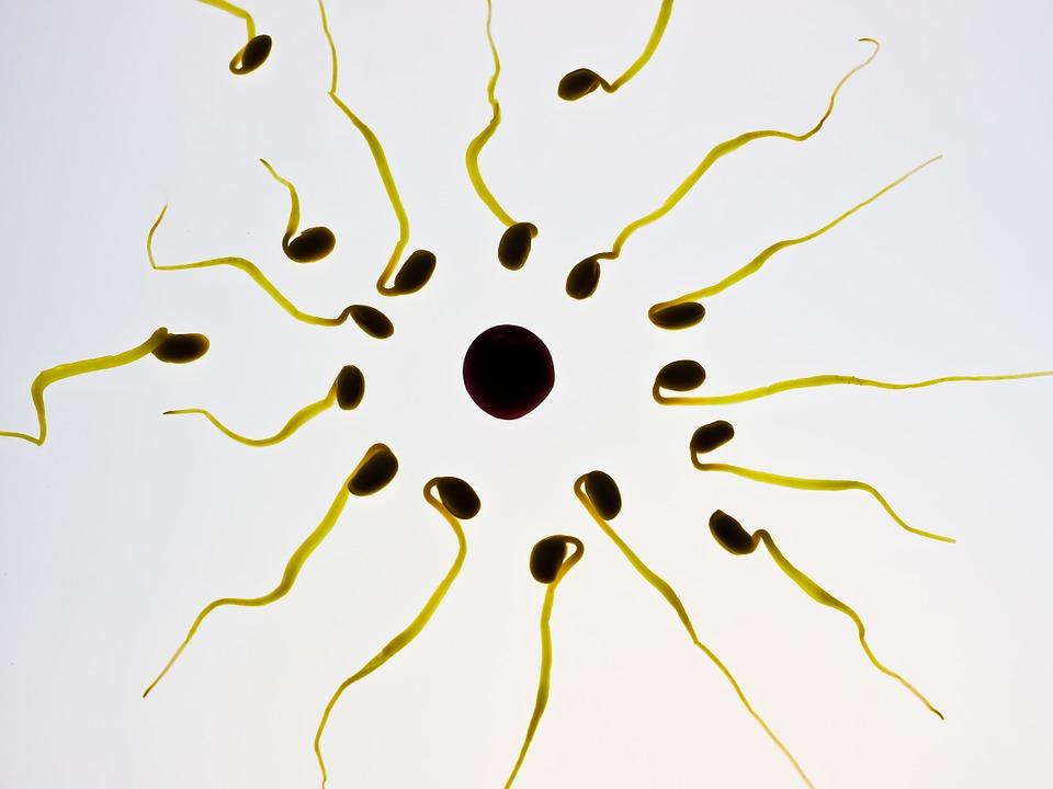 a bunch of sperm surrounding an egg